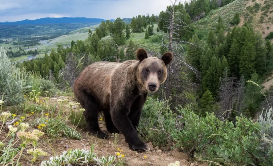 Os ursos-pardos estão ressurgindo. Mas haverá espaço para eles?