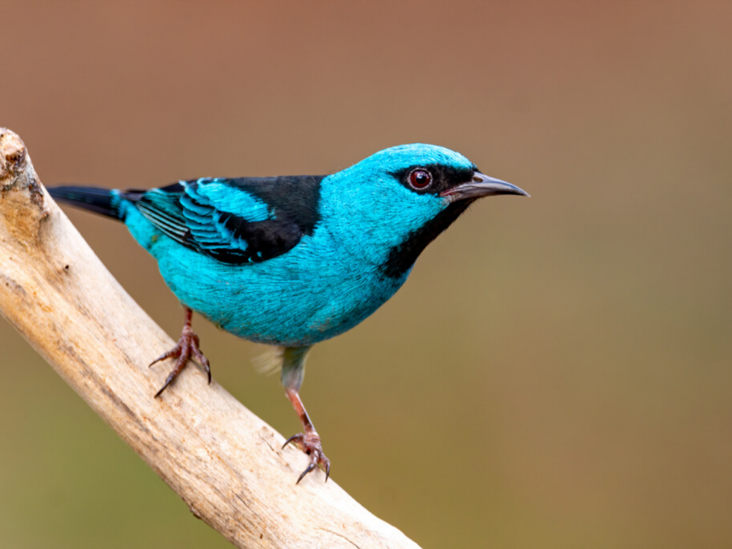 10 aves que você pode ver em Foz do Iguaçu
