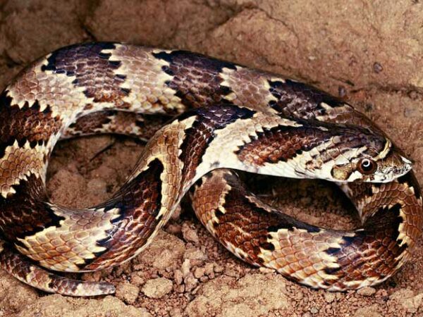 Corrida contra o tempo para salvar as serpentes e lagartos do Cerrado