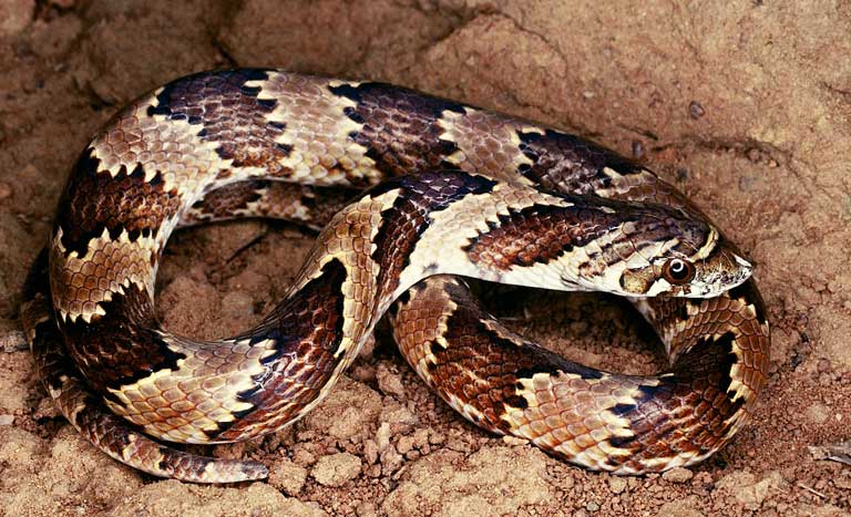 Corrida contra o tempo para salvar as serpentes e lagartos do Cerrado