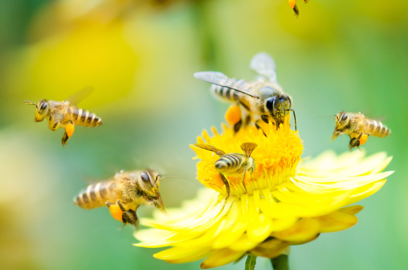 Holanda inaugura 1500 bancos de alimentos para abelhas com o objetivo de salvar a espécie