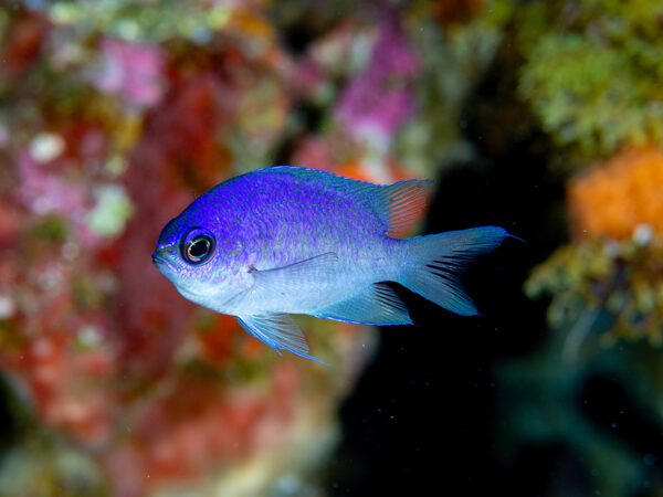 Cientistas descobrem 4 novas espécies de peixes em Fernando de Noronha