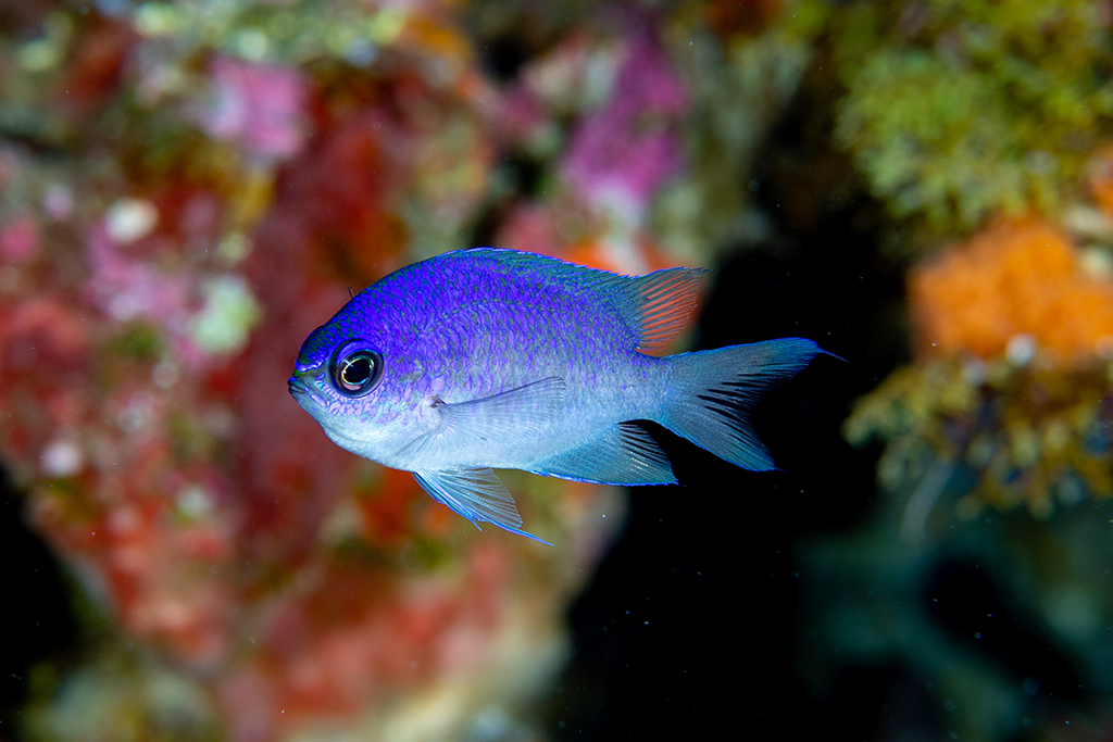 Cientistas descobrem 4 novas espécies de peixes em Fernando de Noronha