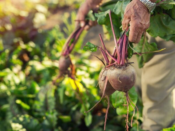 Curso online e gratuito forma agentes populares de agroecologia