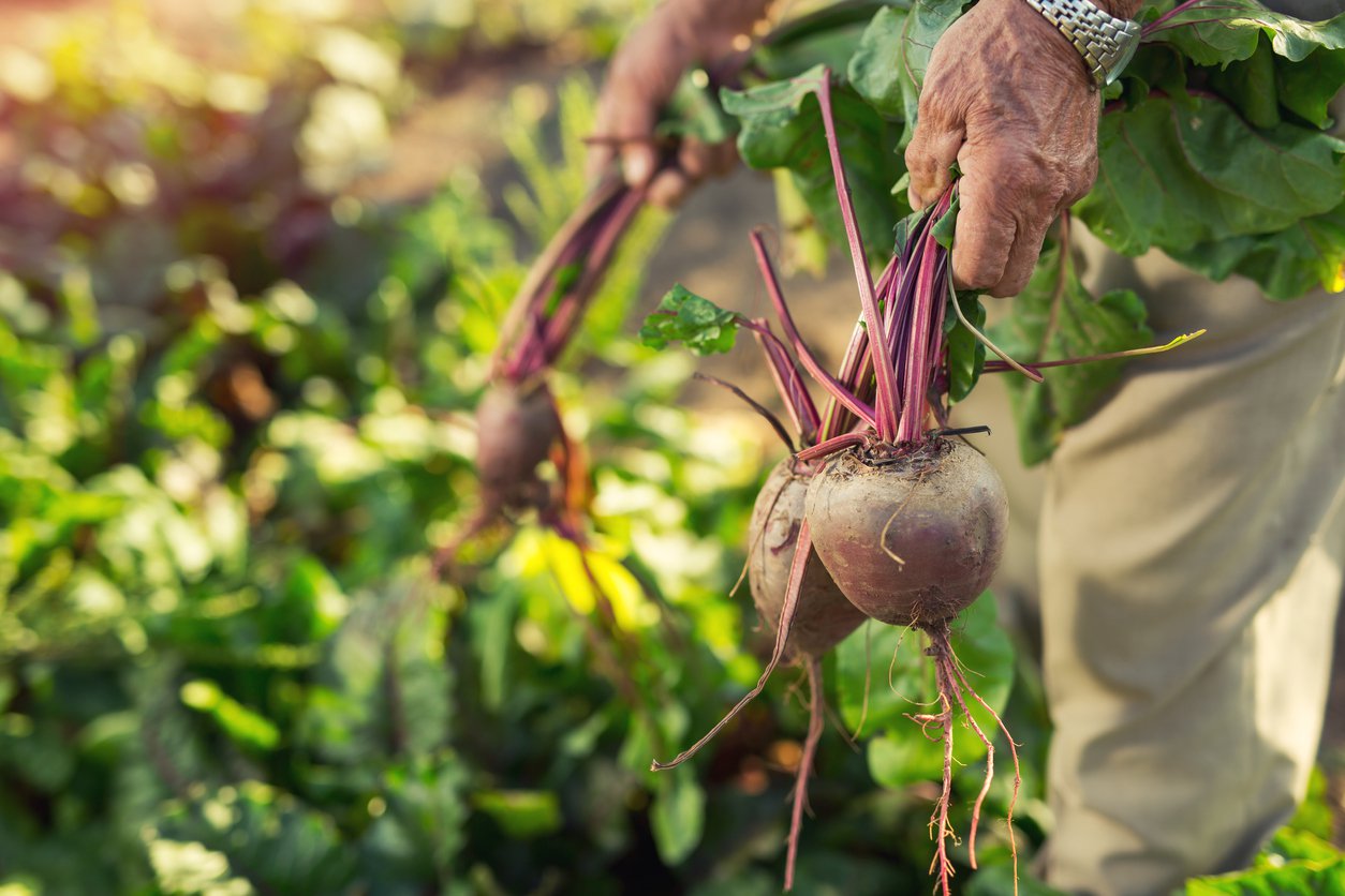 Curso online e gratuito forma agentes populares de agroecologia