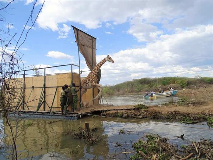 Equipe constrói balsa e consegue resgatar 9 girafas de ilha que está afundando no Quênia