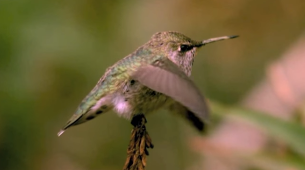 O fascinante voo de beija-flores em câmera super lenta