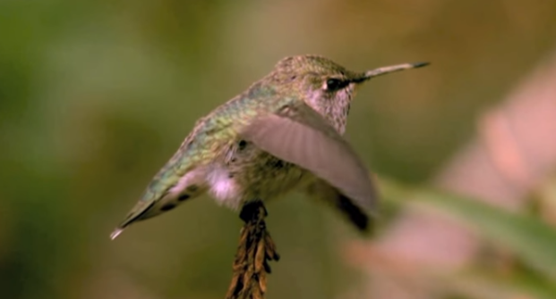 O fascinante voo de beija-flores em câmera super lenta