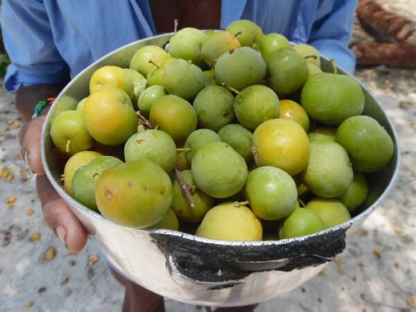 Como comunidades tradicionais estão salvando o Cerrado por meio da comida