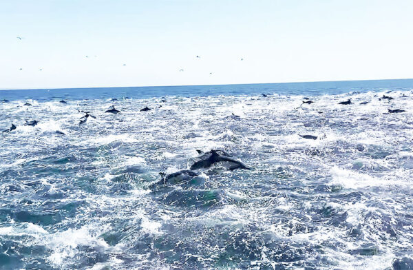 Vídeo mostra grupo enorme de golfinhos na Califórnia