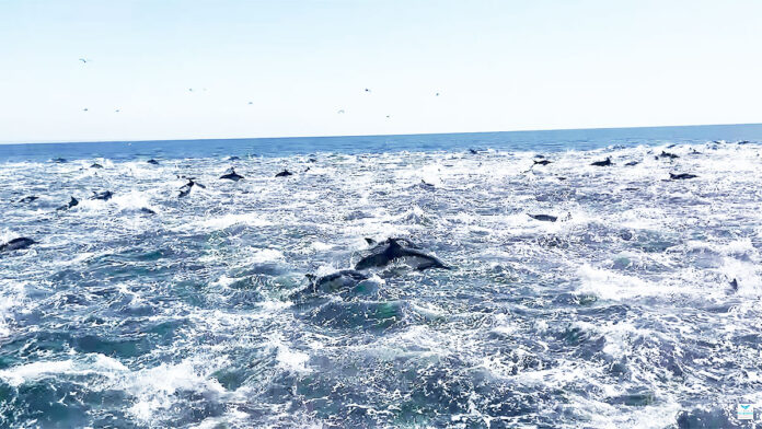 Vídeo mostra grupo enorme de golfinhos na Califórnia