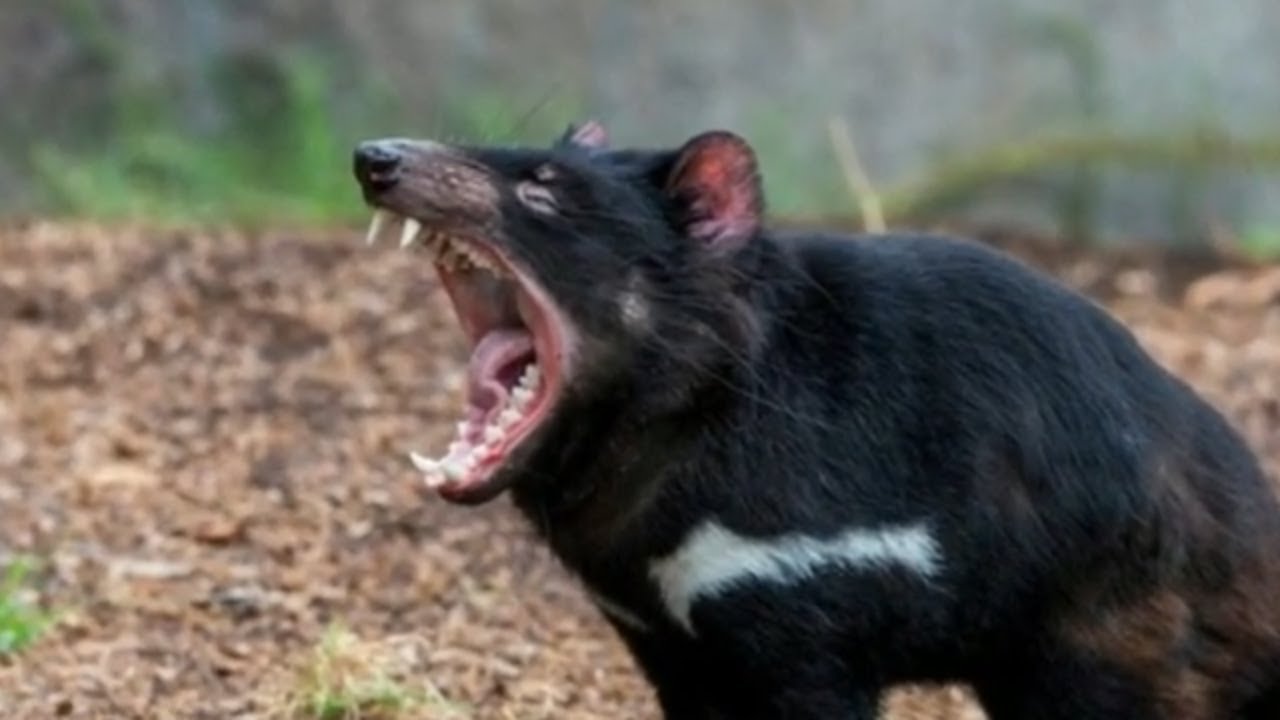Diabos-da-tasmânia voltam às florestas três mil anos depois da extinção