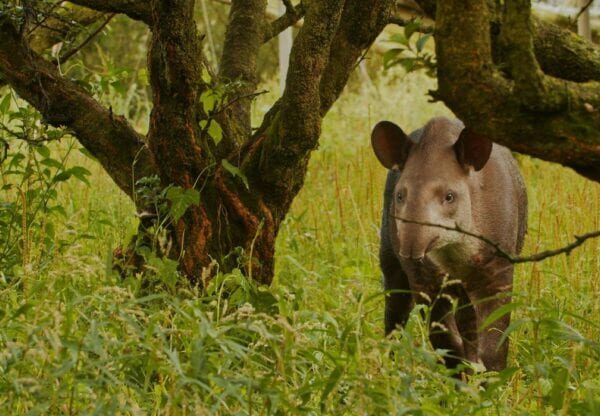 Filhotes gêmeos de anta são descobertos pela 1ª vez na natureza