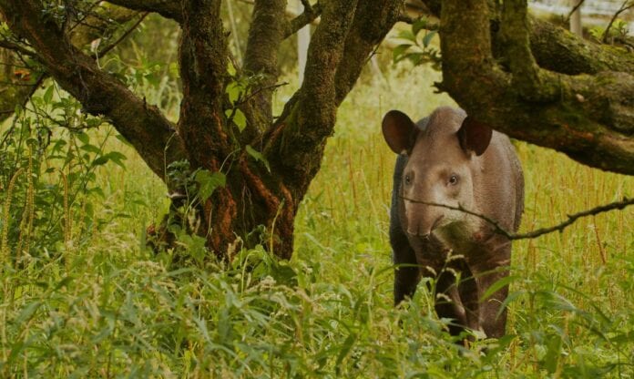 Filhotes gêmeos de anta são descobertos pela 1ª vez na natureza