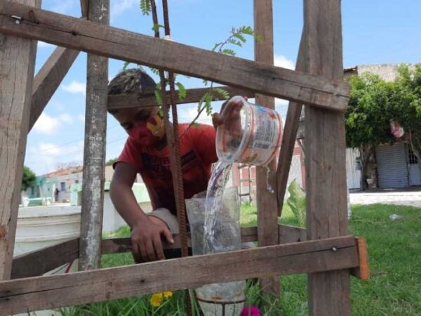 Cearense de 11 anos adotou praça e já plantou mais de 30 árvores frutíferas