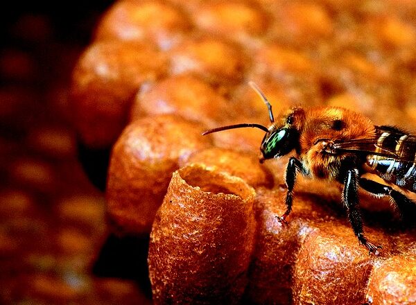 Guia Fotográfico reúne 41 espécies de abelhas sem ferrão