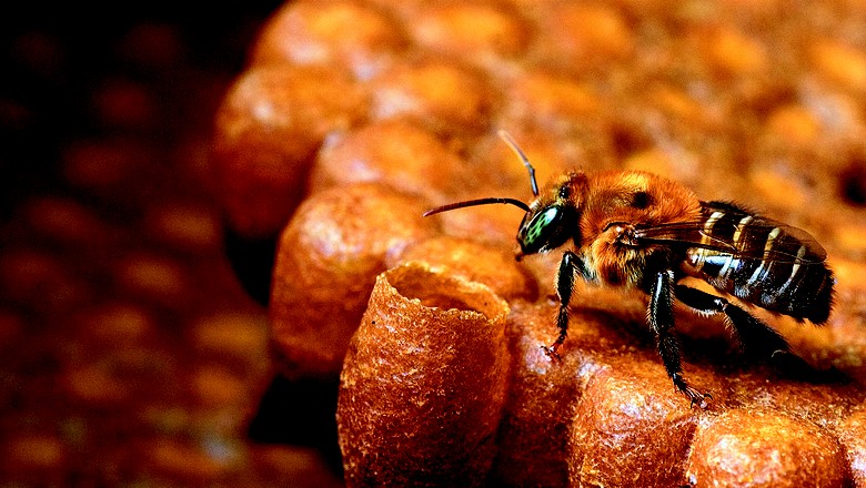Guia Fotográfico reúne 41 espécies de abelhas sem ferrão