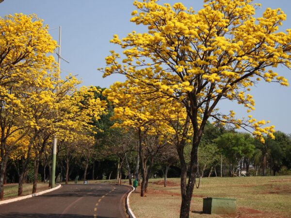 Campo Grande, São Carlos e São José dos Campos estão entre as 120 cidades mais arborizadas do mundo