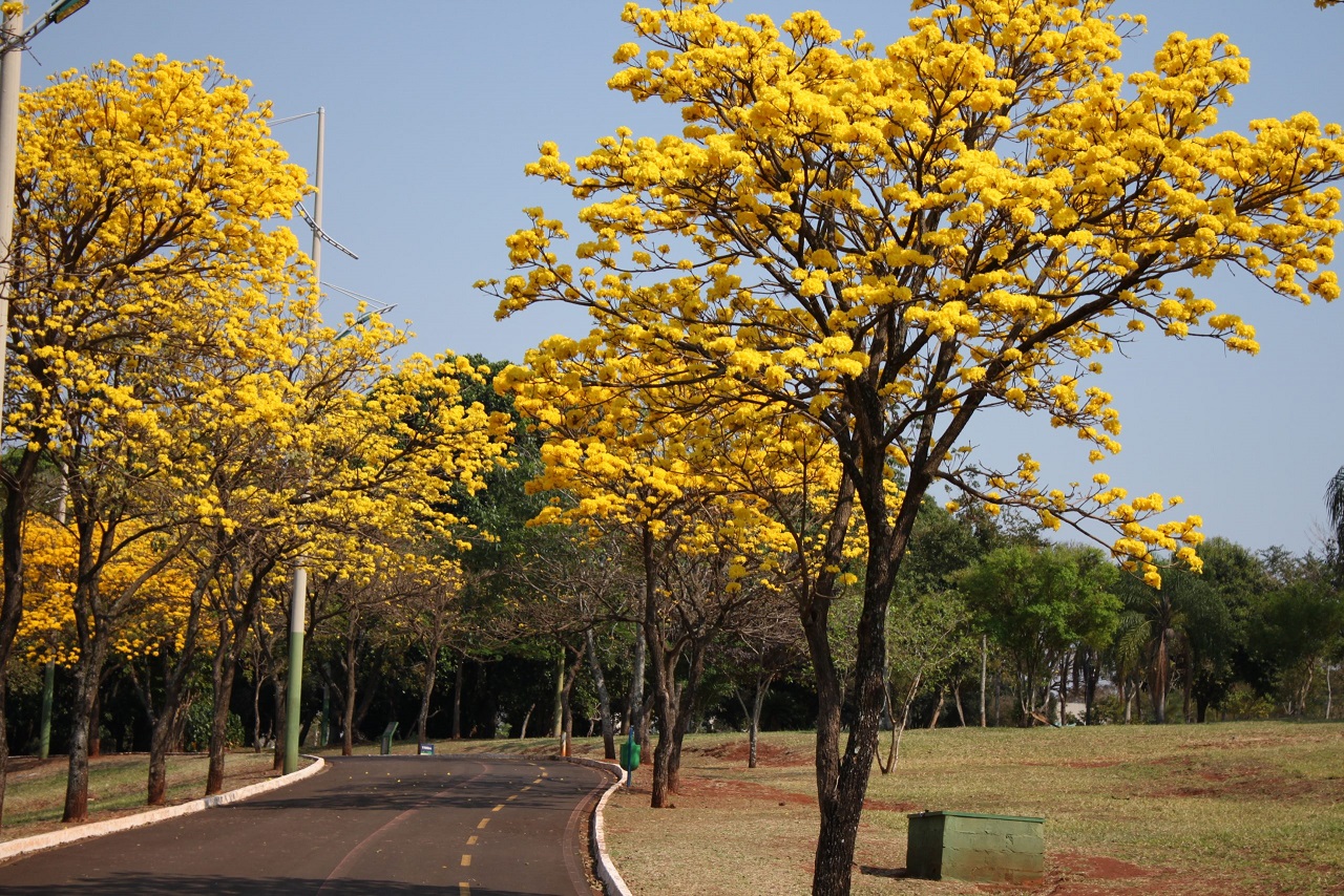 Campo Grande, São Carlos e São José dos Campos estão entre as 120 cidades mais arborizadas do mundo