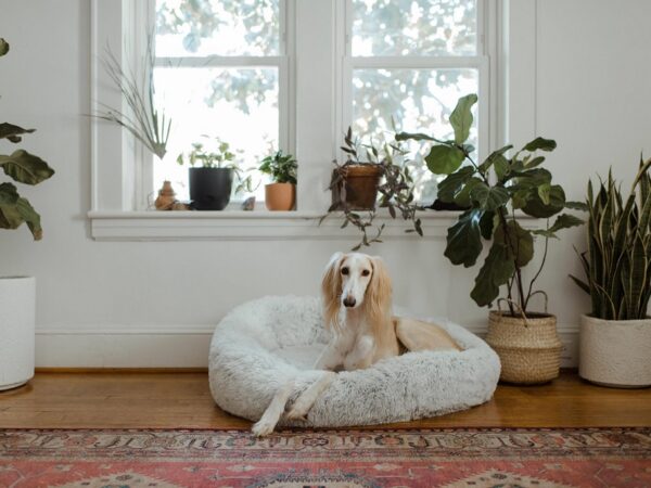 Marca lança programa ambiental e começa a reciclar meias velhas, transformando-as em caminhas de cachorro