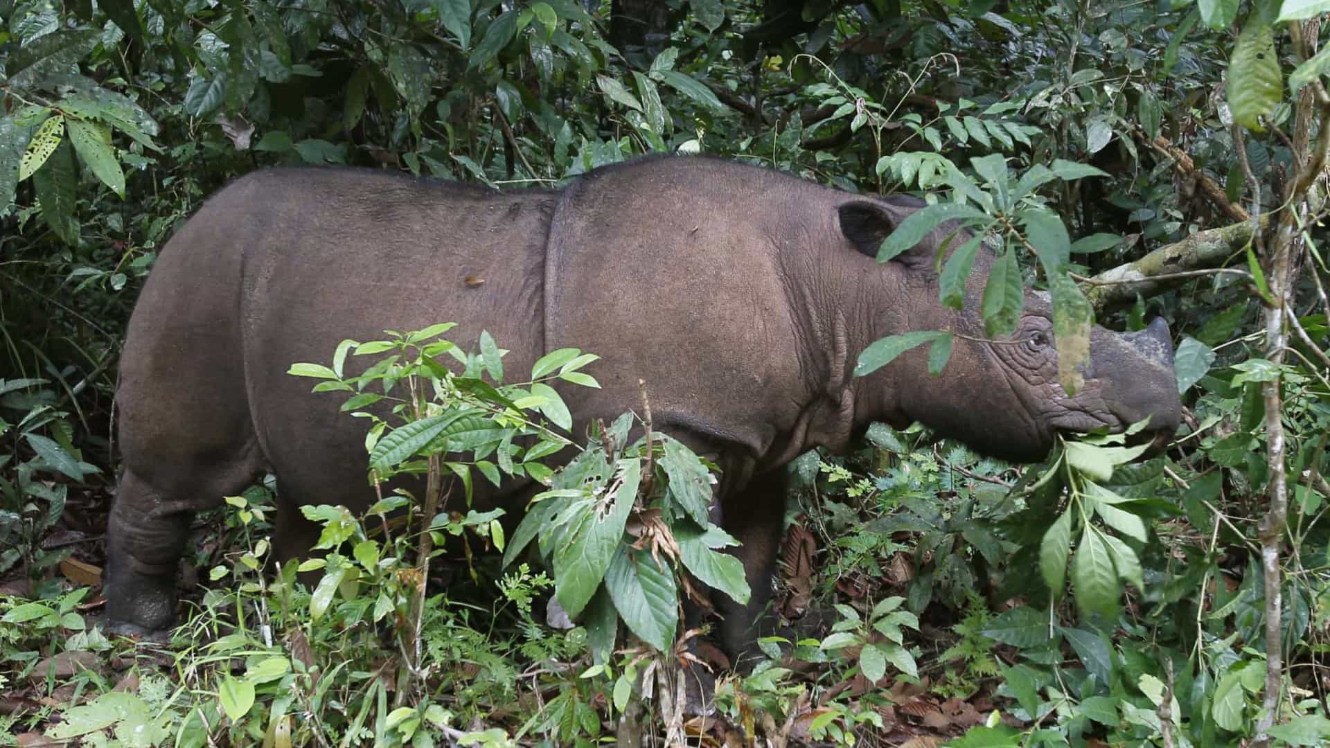 Nepal. Com menos turismo, número de rinocerontes atinge máximo em décadas