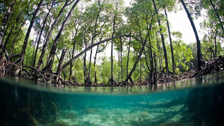Homem planta mais de 152 milhões de árvores e refloresta manguezal sozinho no Senegal