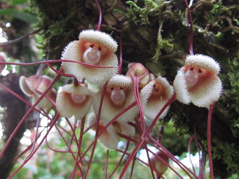 Fotografias Das Raras Orquídeas ‘Cara De Macaco’ No Peru