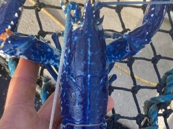 Pescador inglês encontra rara lagosta azul e devolve animal ao mar