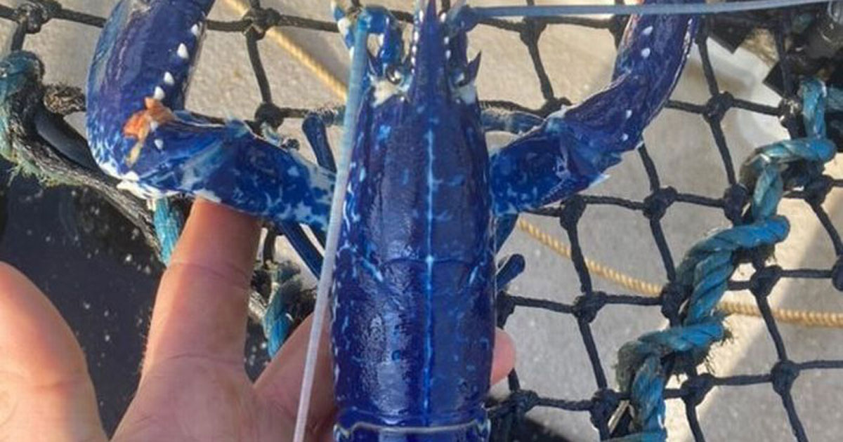 Pescador inglês encontra rara lagosta azul e devolve animal ao mar