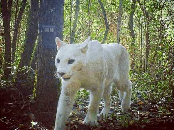 Onça branca extremamente rara é flagrada pela primeira vez no Brasil