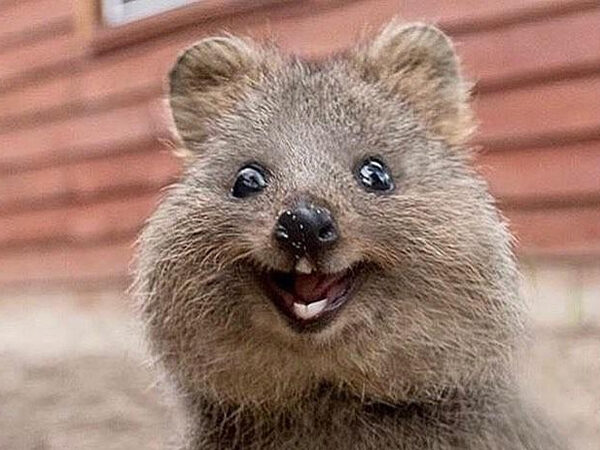 Conheça o Quokka, o animal mais feliz do mundo!