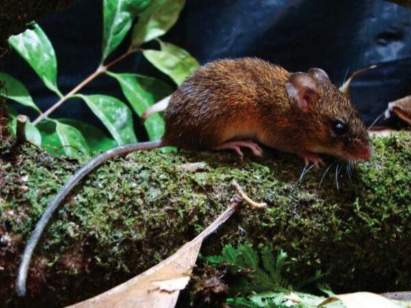 Três espécies de roedores são descobertas na Amazônia