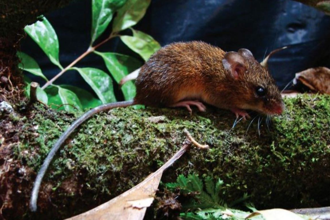 Três espécies de roedores são descobertas na Amazônia