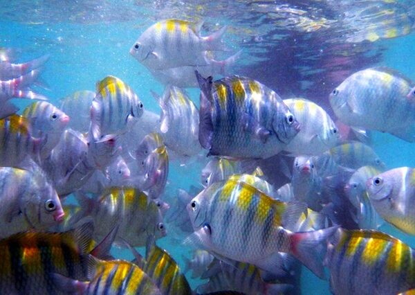 Baixe gratuitamente o CATÁLOGO DAS ESPÉCIES DE PEIXES MARINHOS DO BRASIL