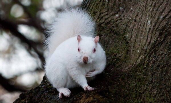 Morador de Edimburgo faz registro raríssimo: esquilo albino