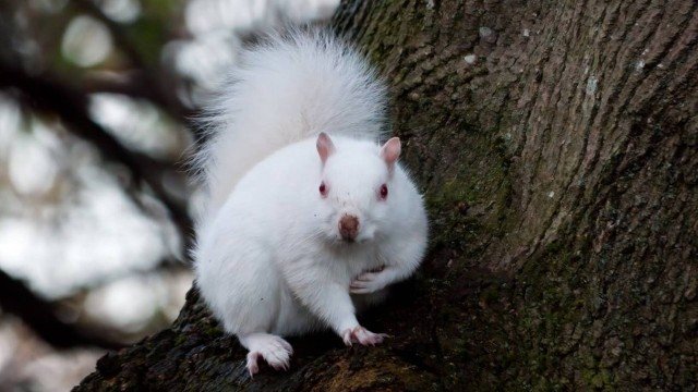 Morador de Edimburgo faz registro raríssimo: esquilo albino
