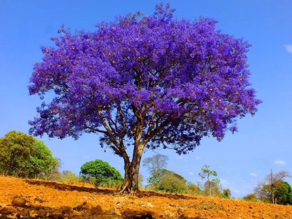 7 árvores para plantar em frente sua casa