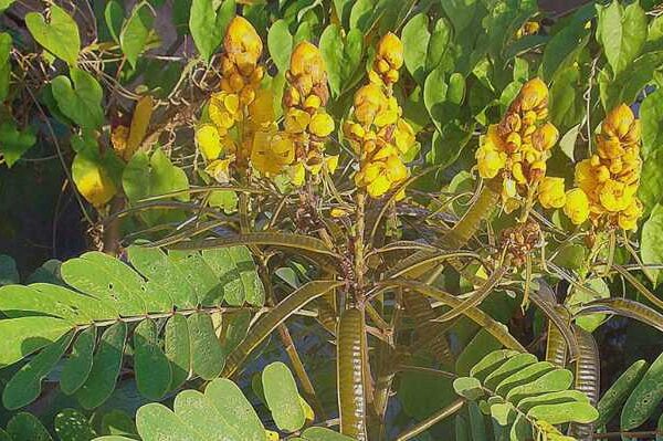 Planta aquática e arbusto amazônico revelam potencial para a produção de bioenergia