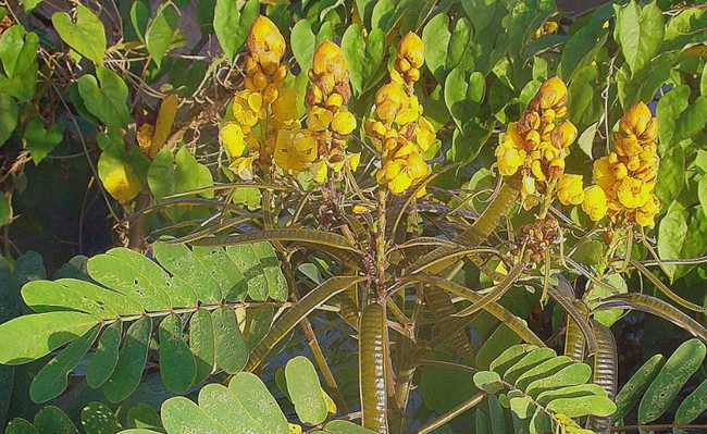 Planta aquática e arbusto amazônico revelam potencial para a produção de bioenergia