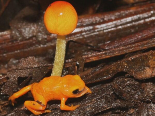 Nova espécie de sapo-pingo-de-ouro é descrita na Serra da Mantiqueira