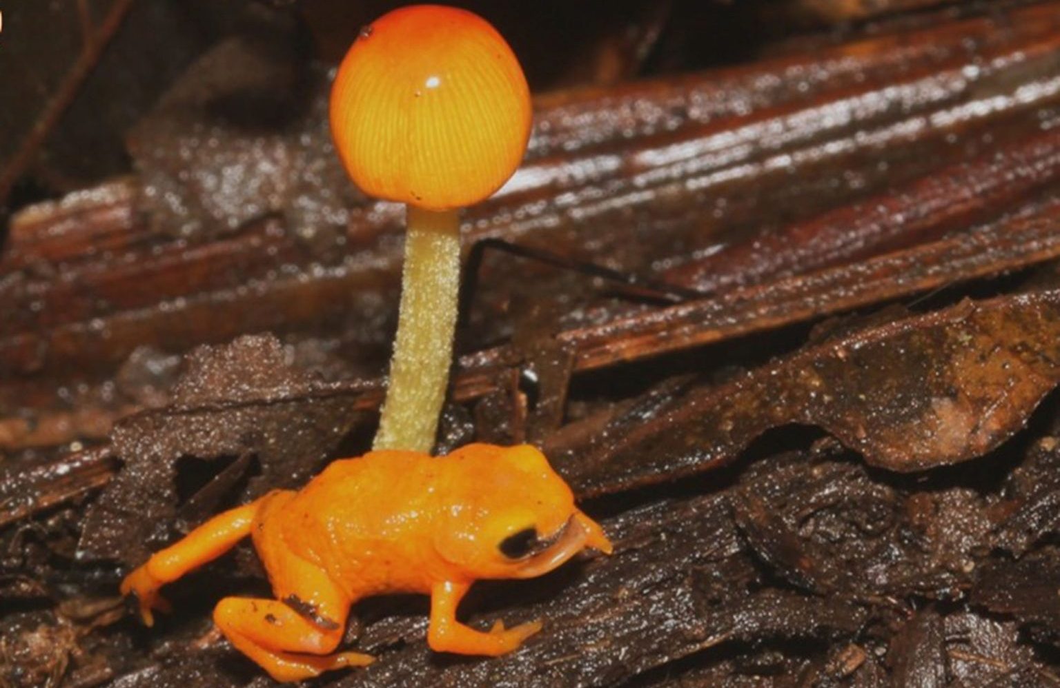 Nova espécie de sapo-pingo-de-ouro é descrita na Serra da Mantiqueira