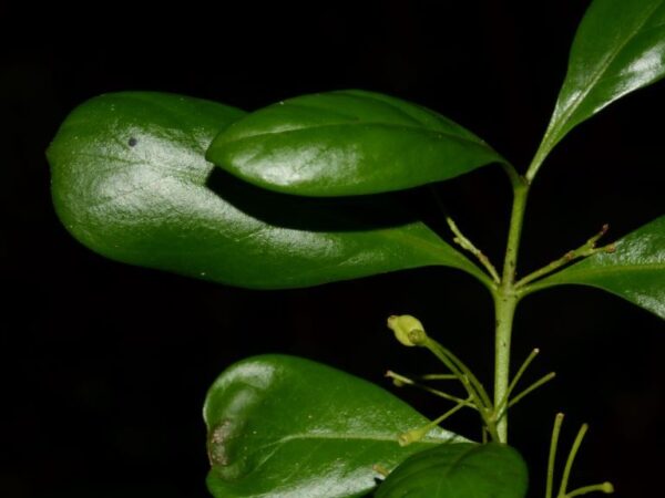 A história por trás da planta que desapareceu por mais de 130 anos em Noronha