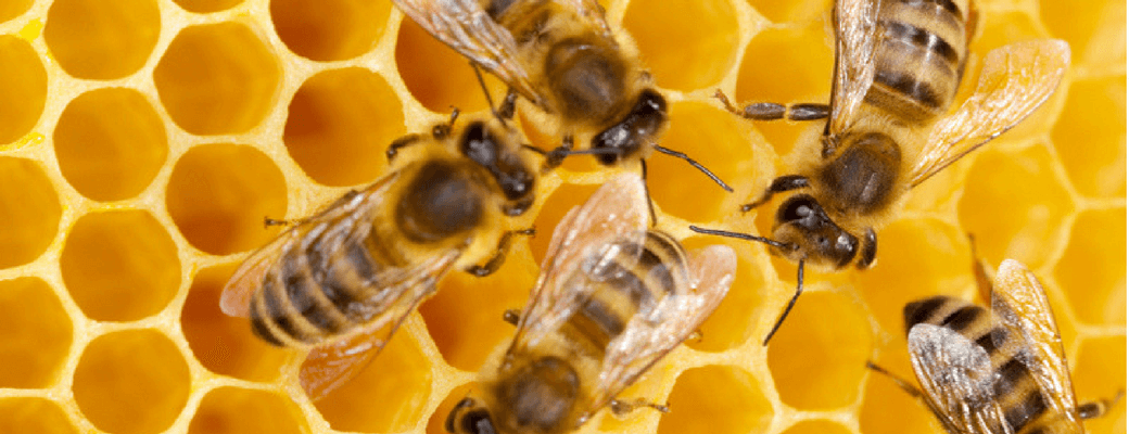 União Europeia confirma proibição de pesticidas prejudiciais às abelhas