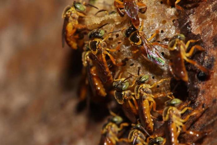 Paulistanos criam abelhas sem ferrão como animais de estimação