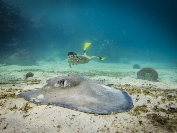 Mergulho virtual nas águas de Belize ensina como proteger os oceanos