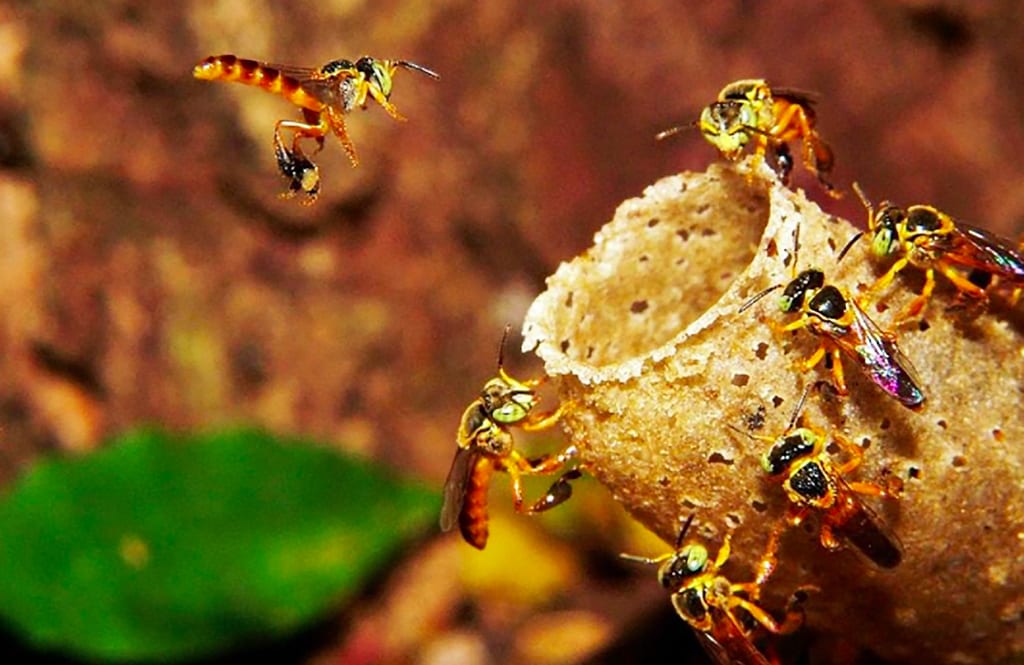 Curso online ensina a criar abelhas sem ferrão nas cidades