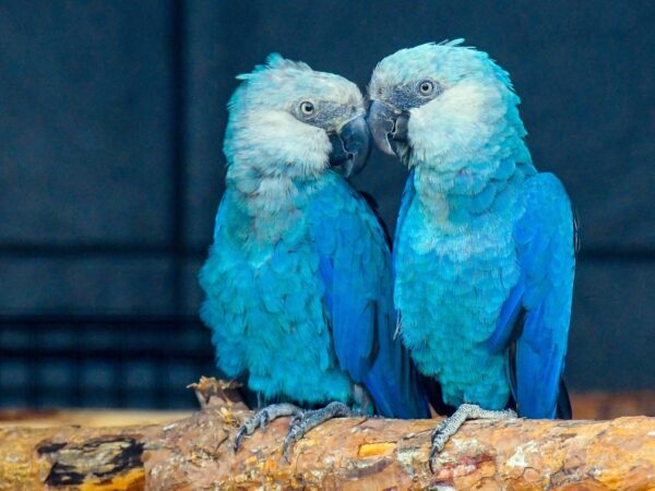 Após 30 anos, primeiros filhotes de ararinha-azul nascem na caatinga