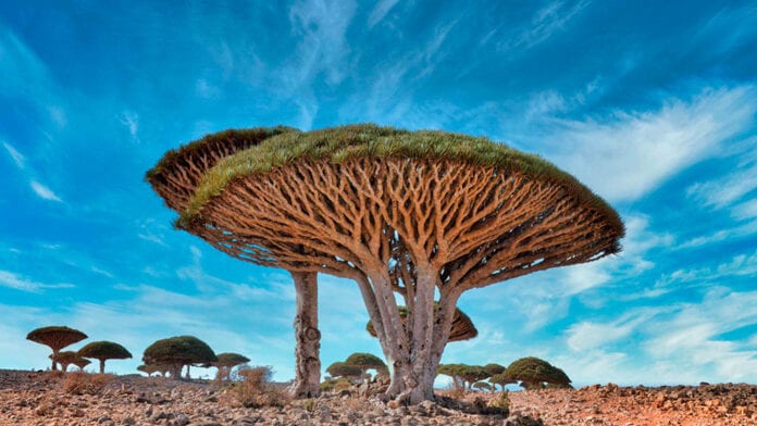 10 árvores incríveis pelo mundo