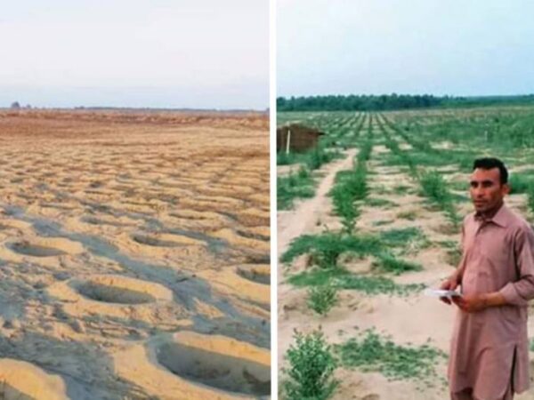 Projeto de reflorestamento transforma deserto no Paquistão