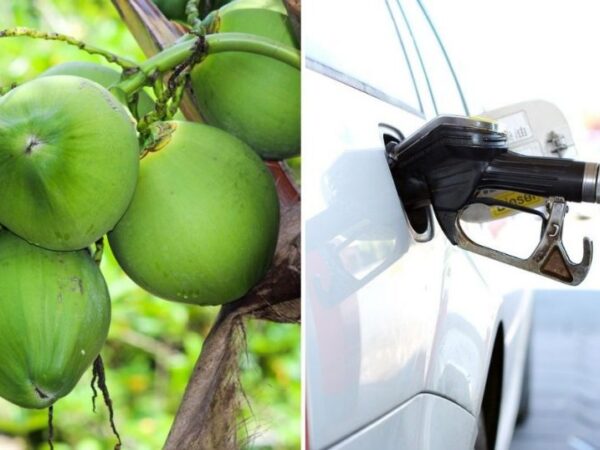 Universidade transforma casca de coco verde em etanol